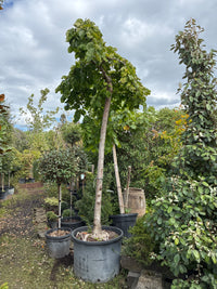 Laubenulme 'Pendula' / Ulmus glabra 'Pendula'