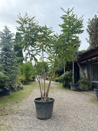 Blasenesche / Koelreuteria paniculata