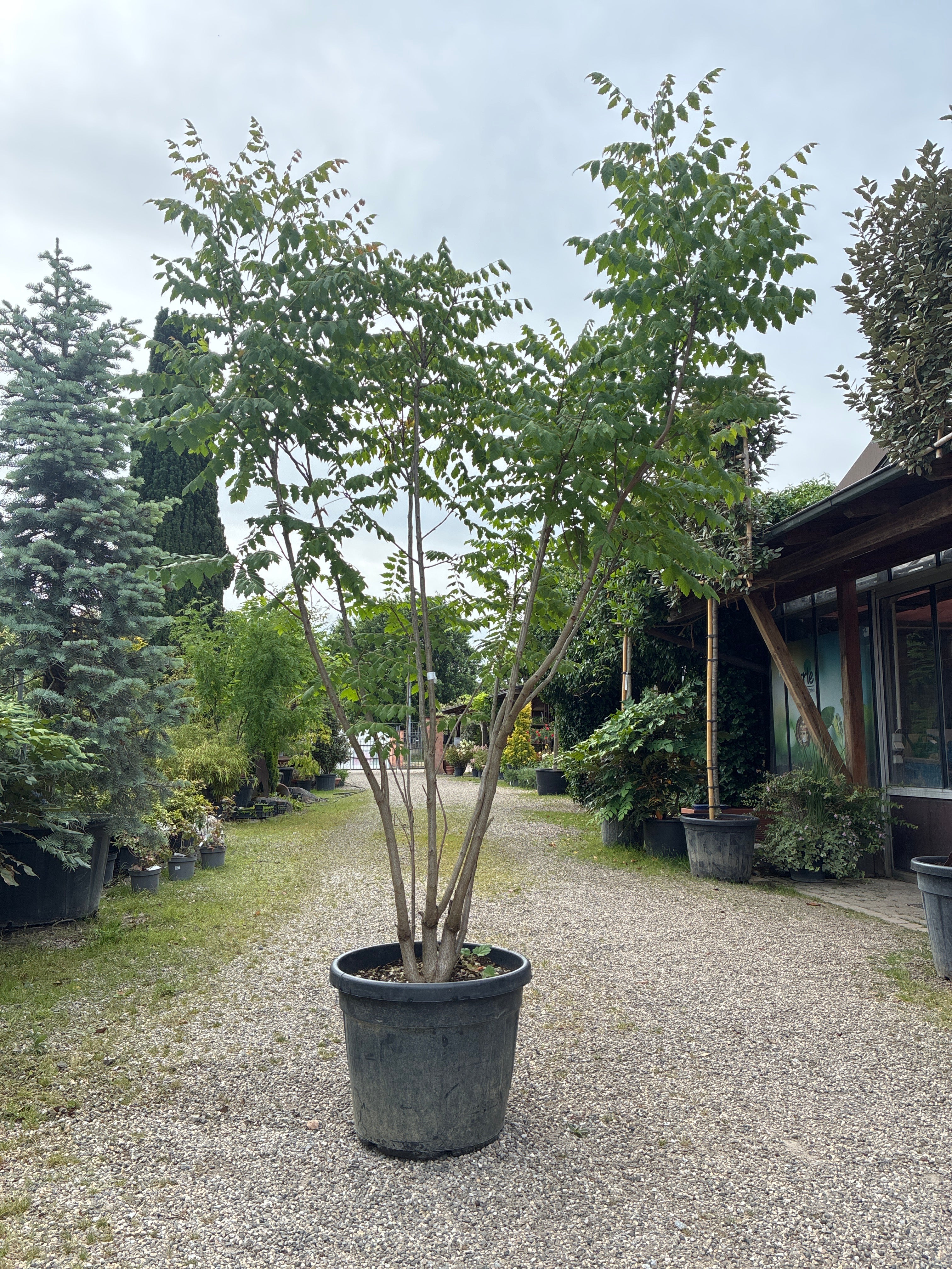 Blasenesche / Koelreuteria paniculata
