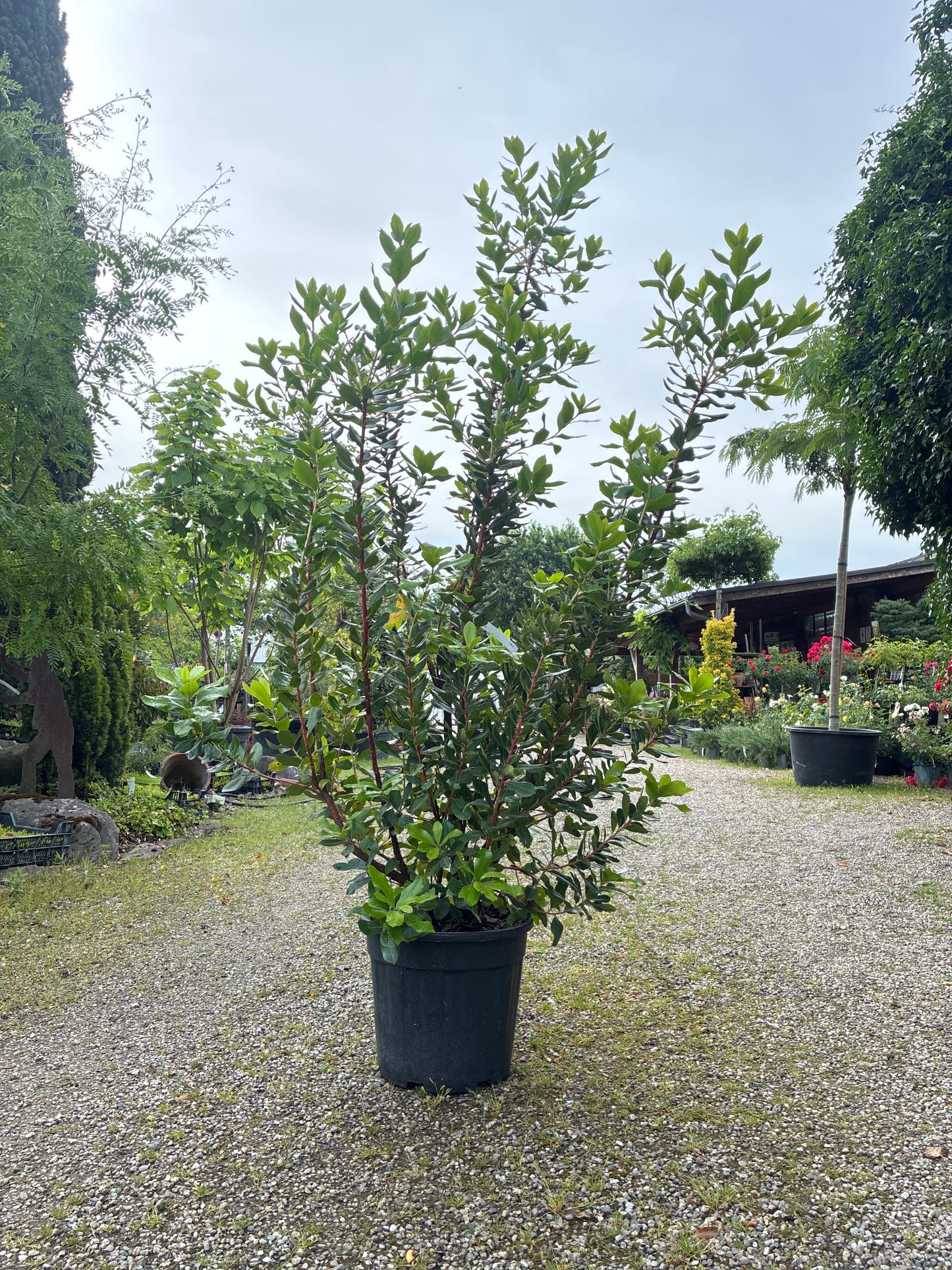 Westlicher Erdbeerbaum / Arbutus unedo