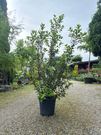 Westlicher Erdbeerbaum / Arbutus unedo