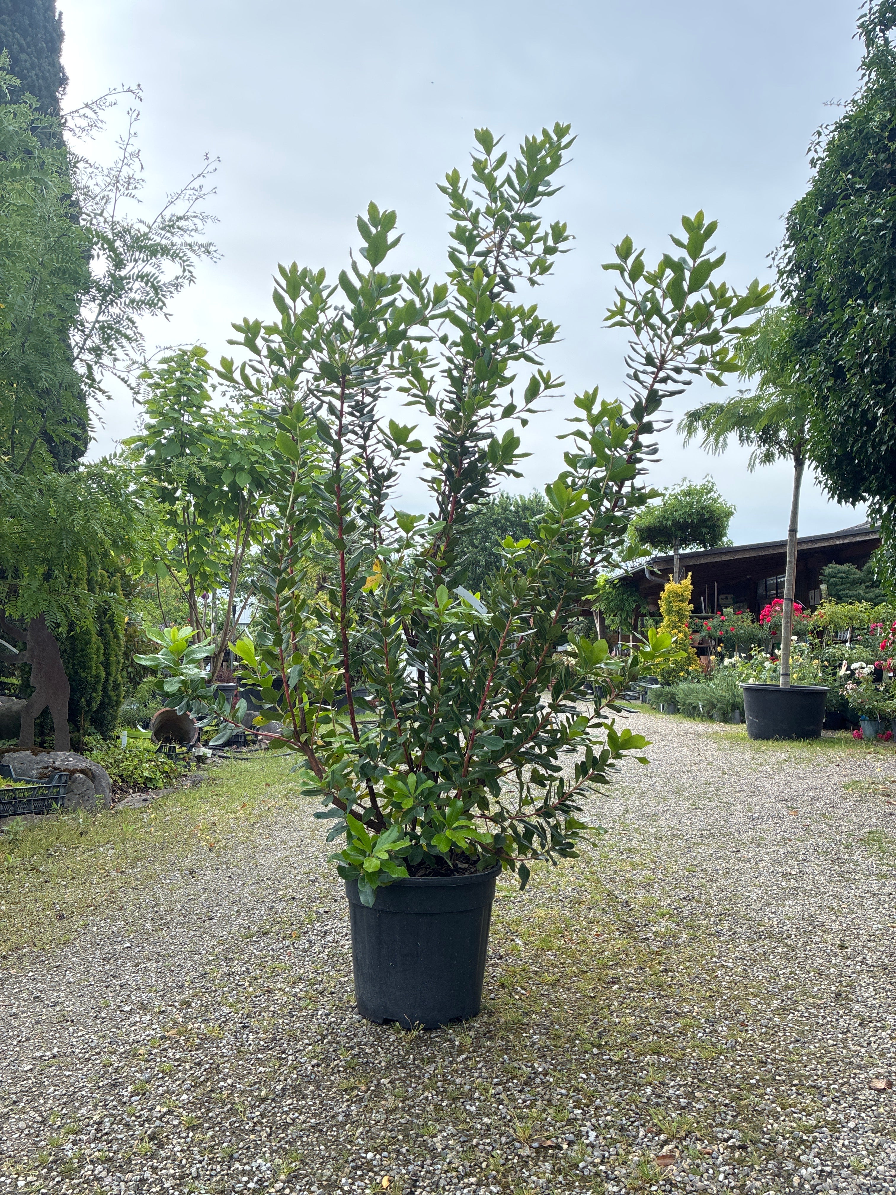 Westlicher Erdbeerbaum / Arbutus unedo