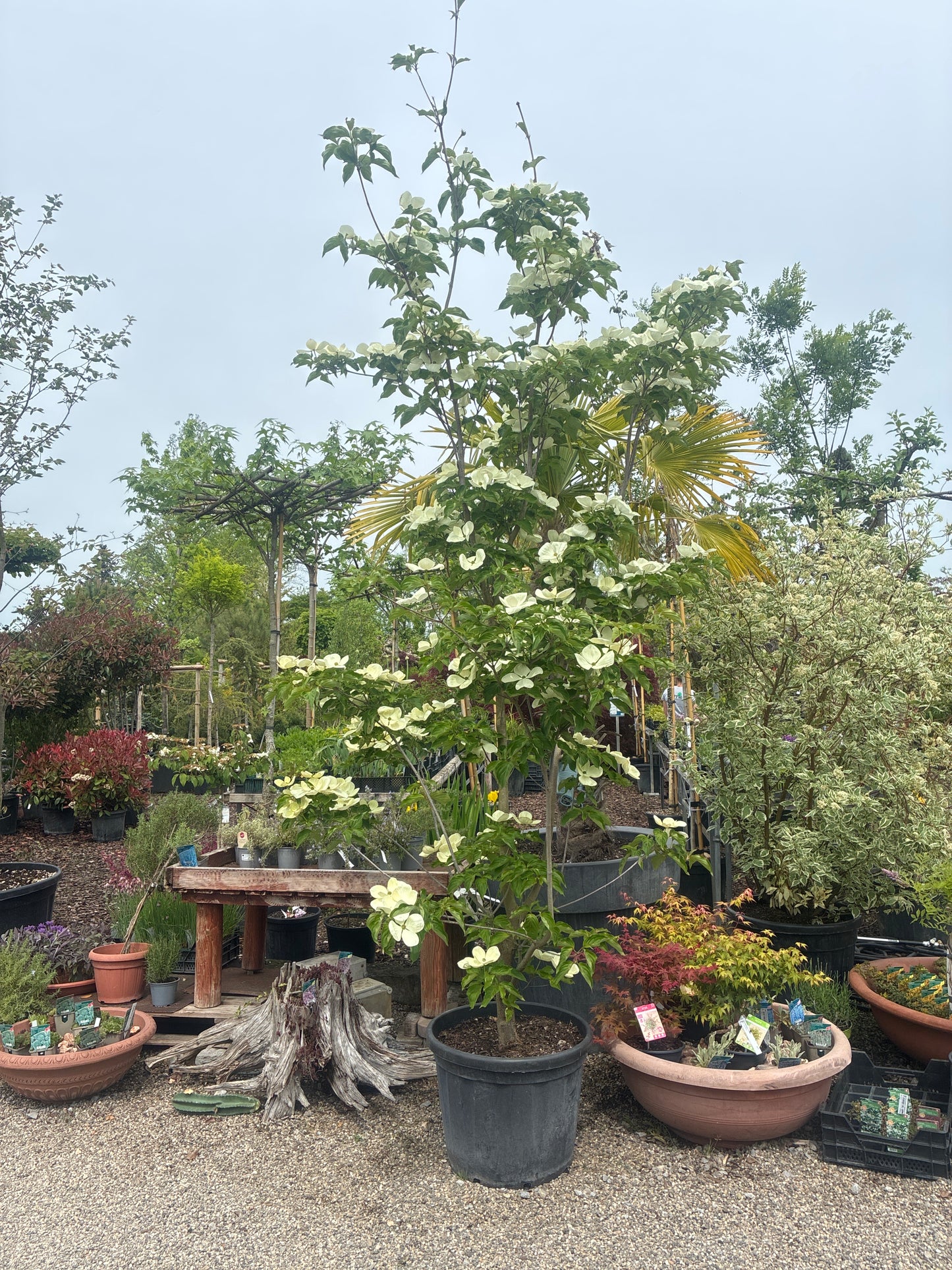 Japanischer Blumen-Hartriegel 'Venus'® / Cornus kousa 'Venus'®