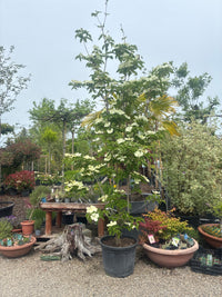 Japanischer Blumen-Hartriegel 'Venus'® / Cornus kousa 'Venus'®