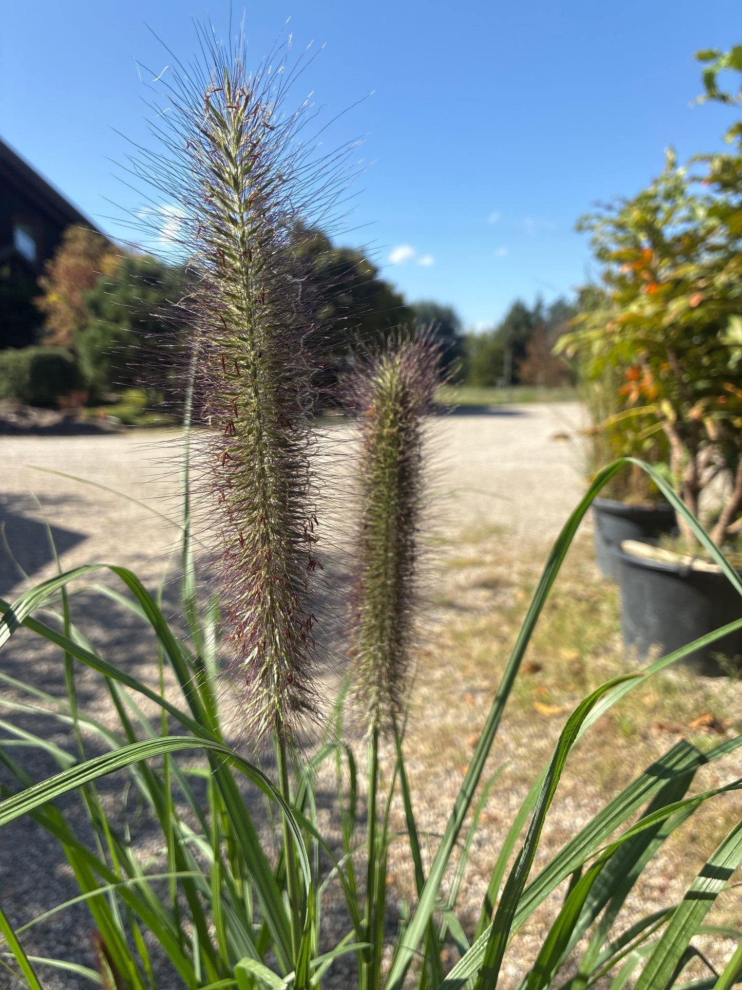 Lampenputzergras / Pennisetum alopecuroides 'Red Head'