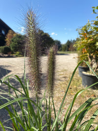 Lampenputzergras / Pennisetum alopecuroides 'Red Head'