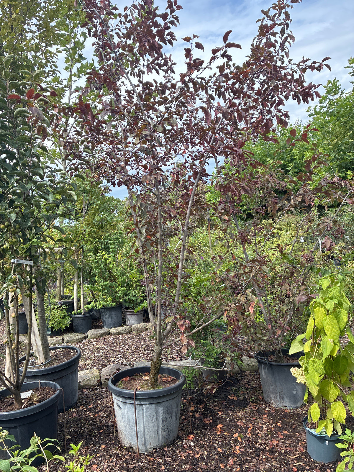 Zierapfel 'Scarlett' / Malus sargentii 'Scarlett'