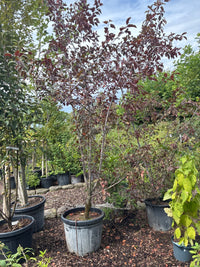 Zierapfel 'Scarlett' / Malus sargentii 'Scarlett'