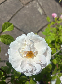 Kletterrose 'Venusta Pendula' / Rosa 'Venusta Pendula'