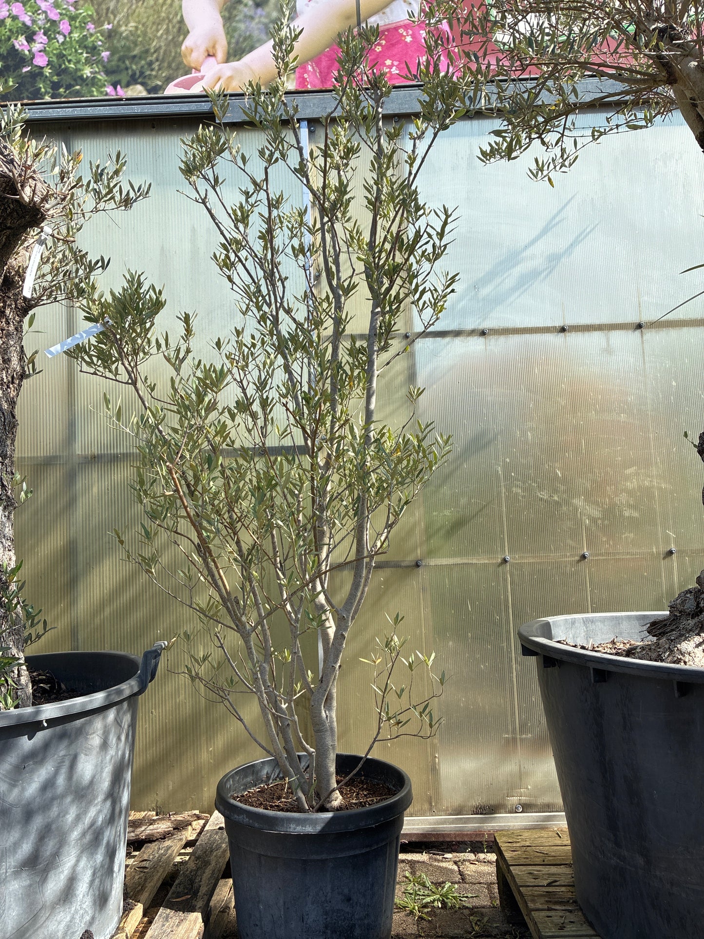 Olivenbaum / Olea europaea