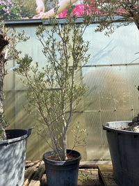 Olivenbaum / Olea europaea