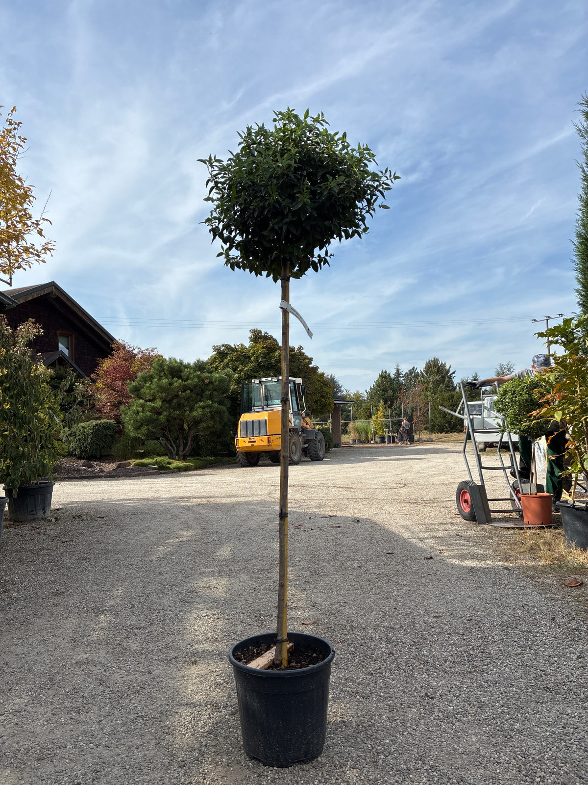 Lorbeer-Schneeball 'Eve Price' / Viburnum tinus 'Eve Price'
