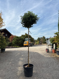 Lorbeer-Schneeball 'Eve Price' / Viburnum tinus 'Eve Price'