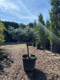 Kleine Blaufichte 'Glauca Globosa' / Picea pungens 'Glauca Globosa', Stamm