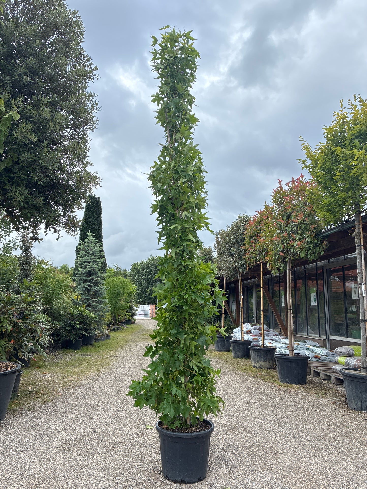 Amberbaum 'Slender Silhouette' / Liquidambar styraciflua 'Slender Silhouette'