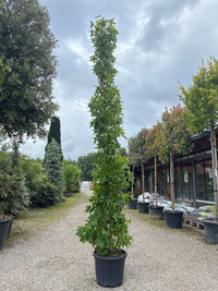 Amberbaum 'Slender Silhouette' / Liquidambar styraciflua 'Slender Silhouette'