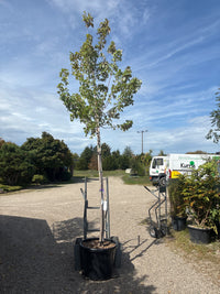 Rot-Ahorn 'October Glory' / Acer rubrum 'October Glory'