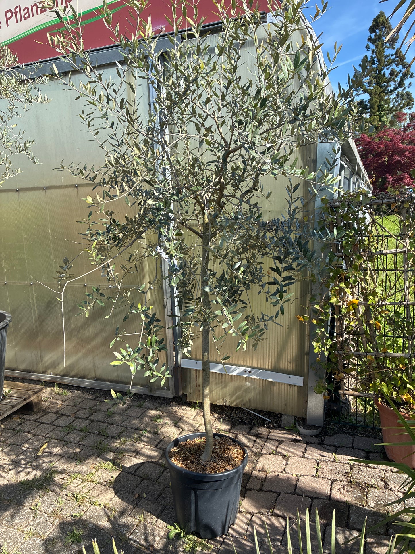 Olivenbaum / Olea europaea