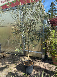 Olivenbaum / Olea europaea