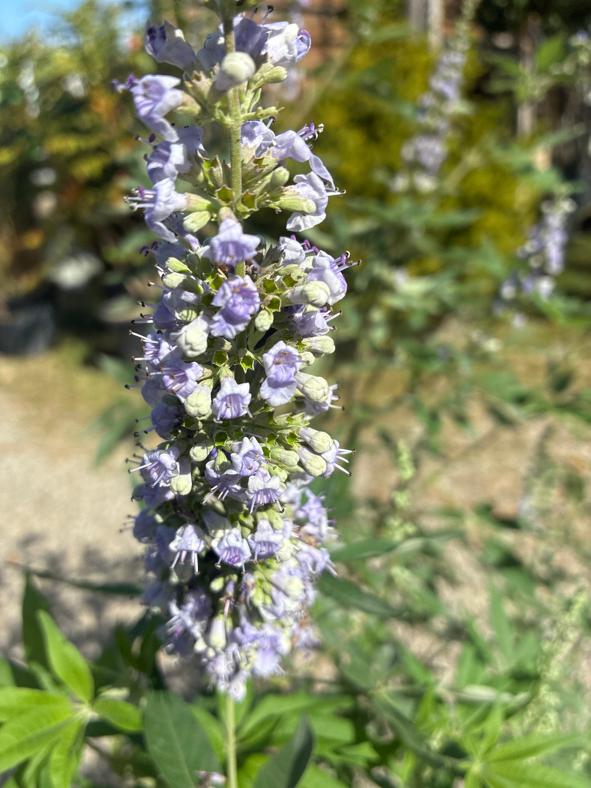Mönchspfeffer / Vitex agnus-castus