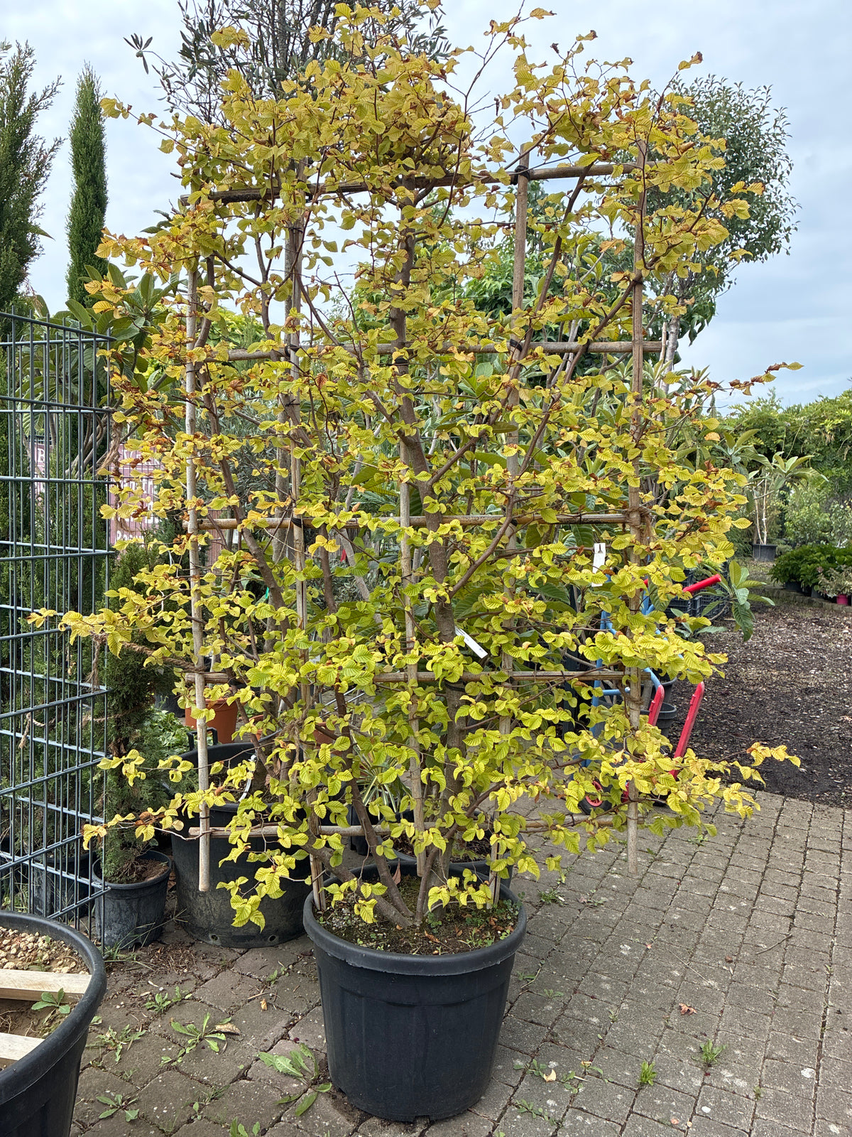 Hainbuche / Carpinus betulus, Spalier