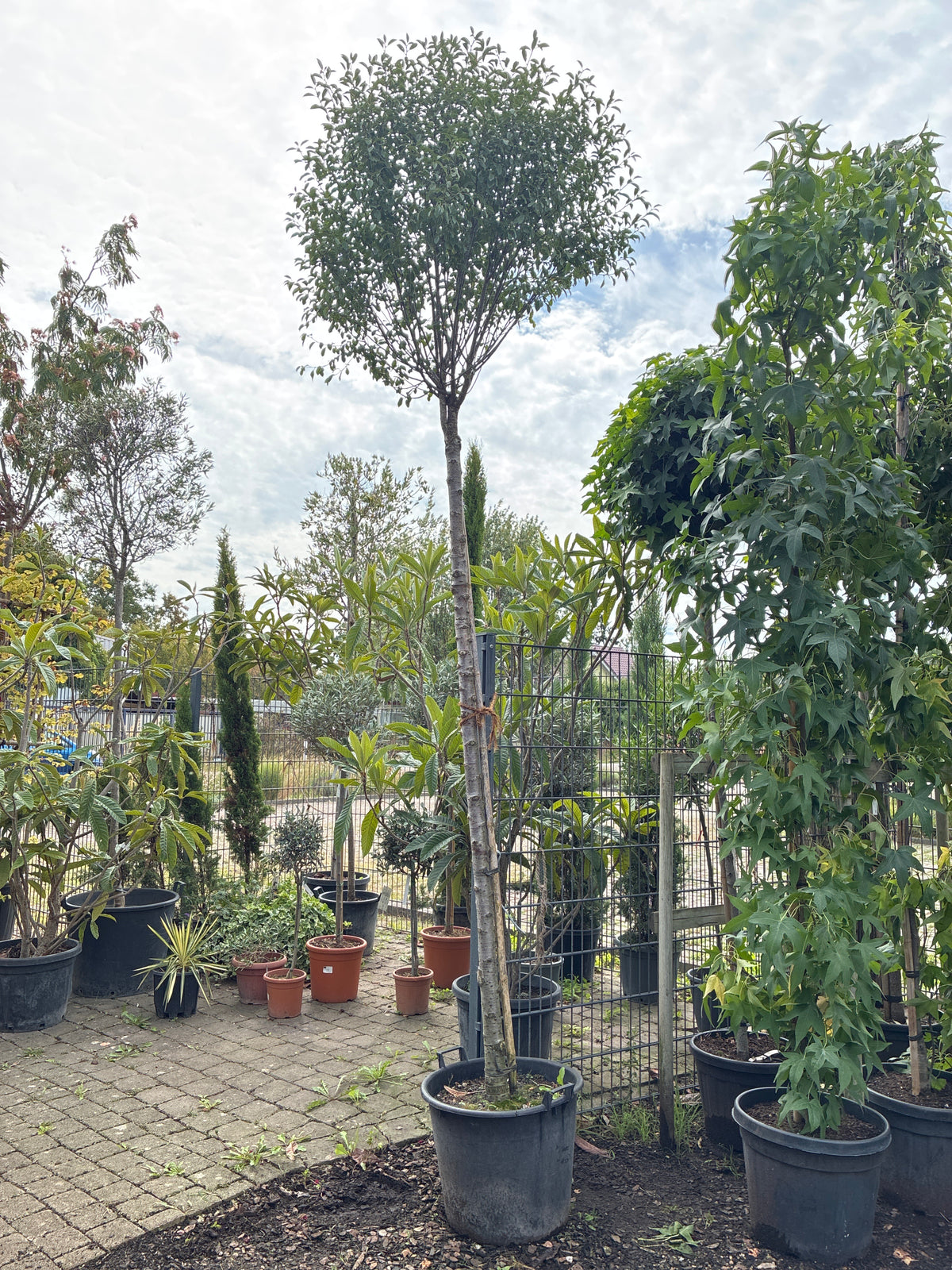 Steppen-Kirsche 'Globosa' / Prunus fruticosa 'Globosa'
