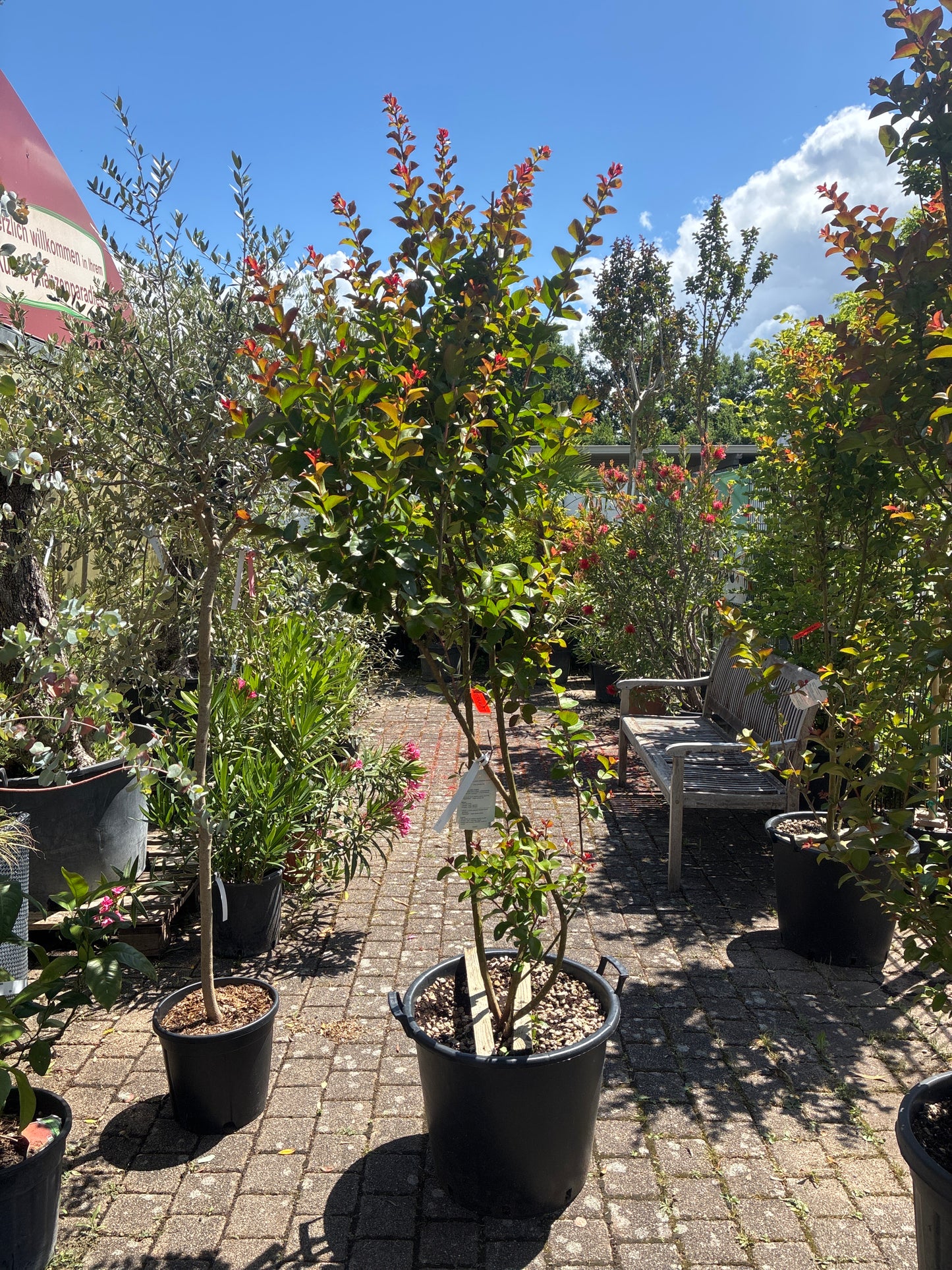 Lagerströmie 'Dynamite' / Lagerstroemia indica 'Dynamite'