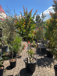 Lagerströmie 'Dynamite' / Lagerstroemia indica 'Dynamite'