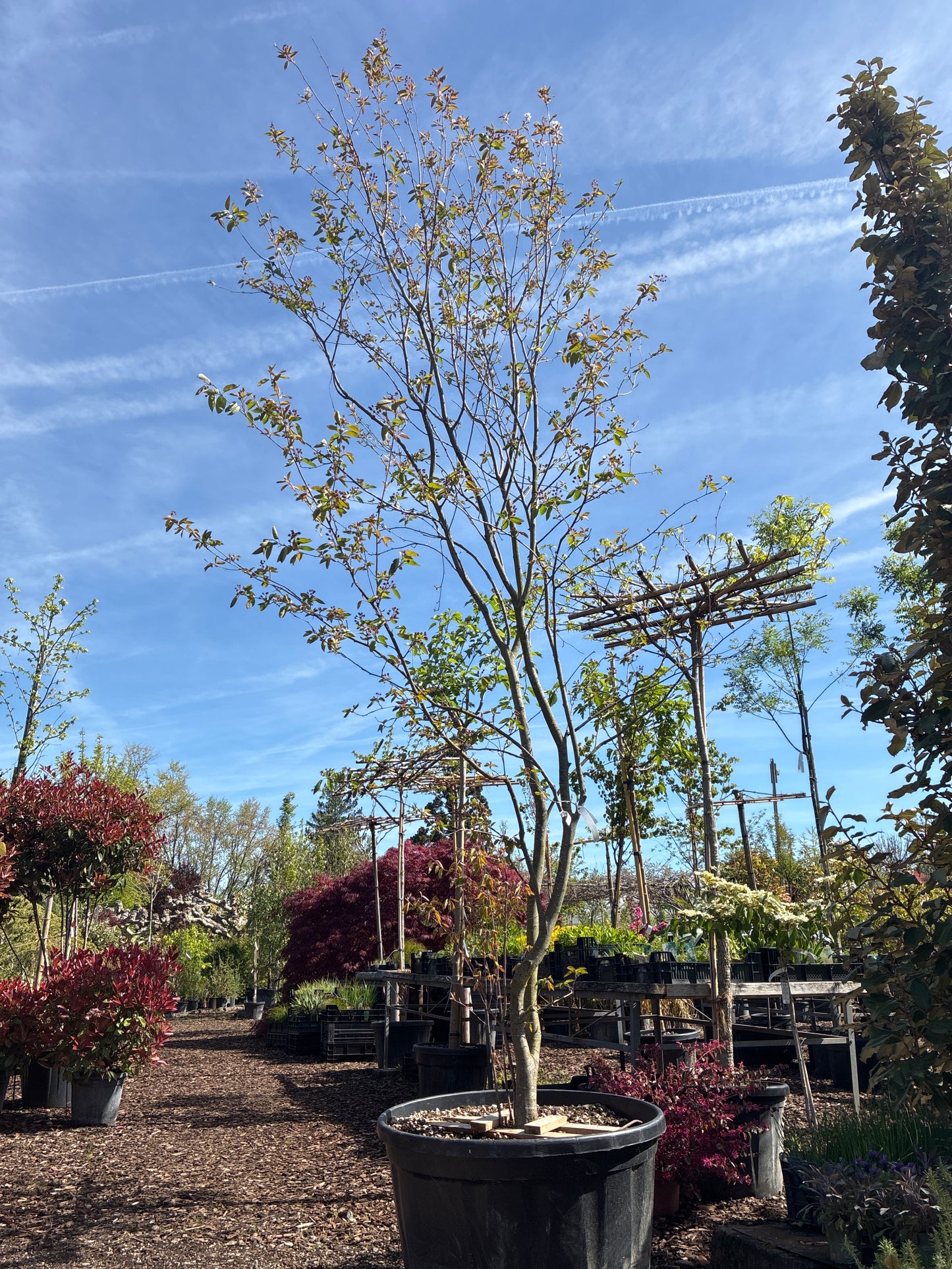 Kupfer-Felsenbirne / Amelanchier lamarckii