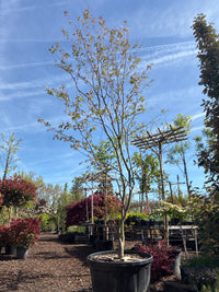 Kupfer-Felsenbirne / Amelanchier lamarckii