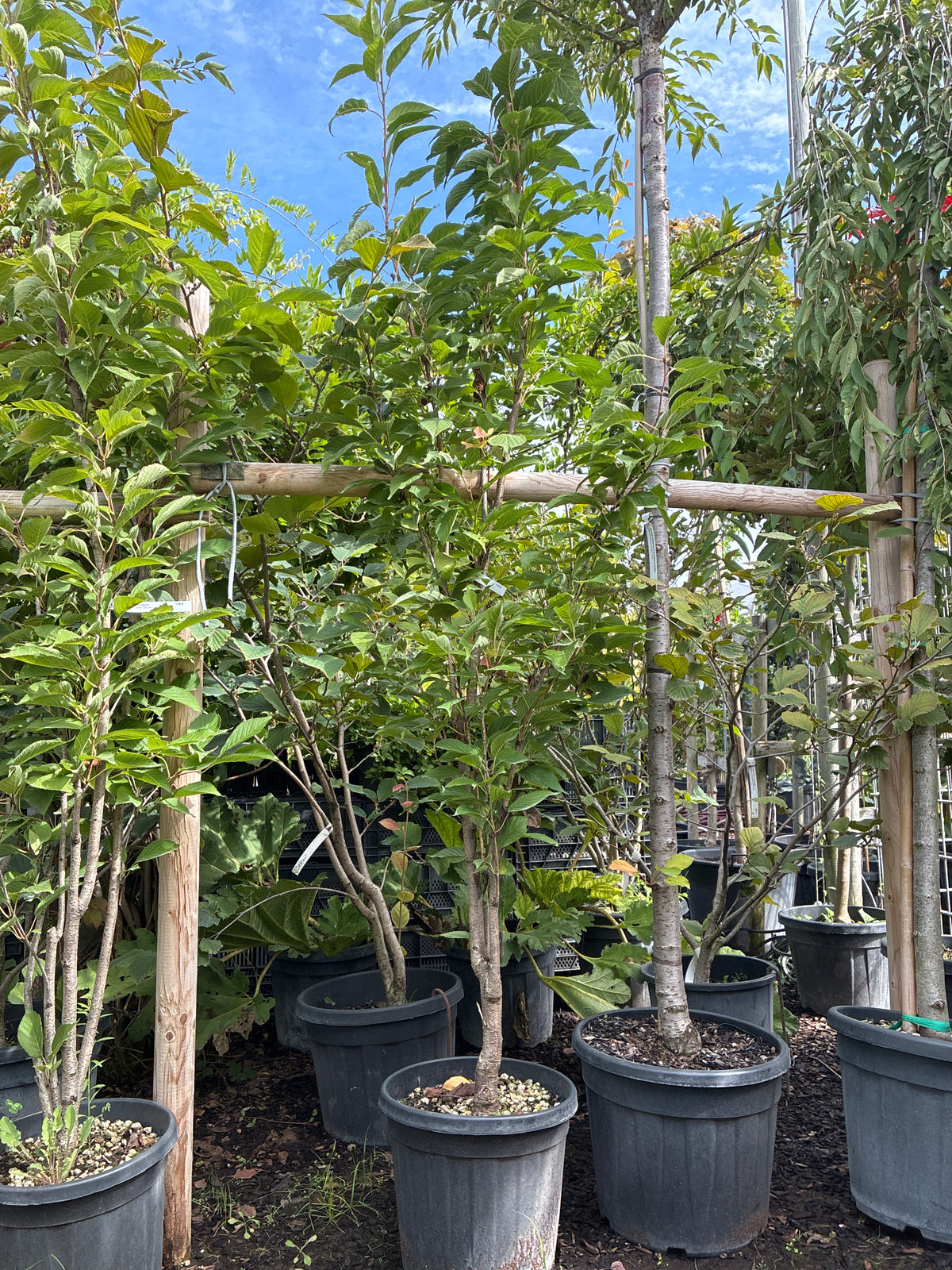 Japanische Säulenkirsche 'Amanogawa' / Prunus serrulata 'Amanogawa'