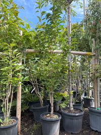 Japanische Säulenkirsche 'Amanogawa' / Prunus serrulata 'Amanogawa'