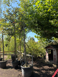 Fächerblattbaum / Ginkgo biloba