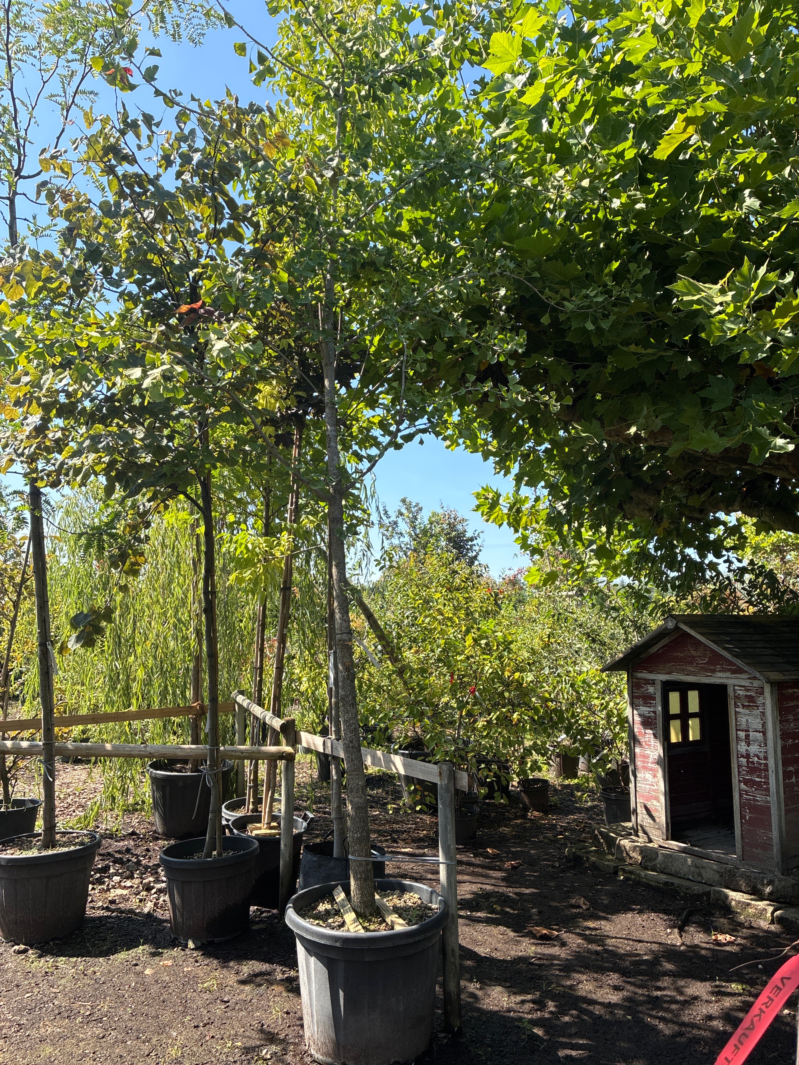 Fächerblattbaum / Ginkgo biloba