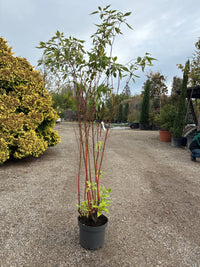 Gelbbunter Hartriegel / Cornus alba ‘Spaethii’