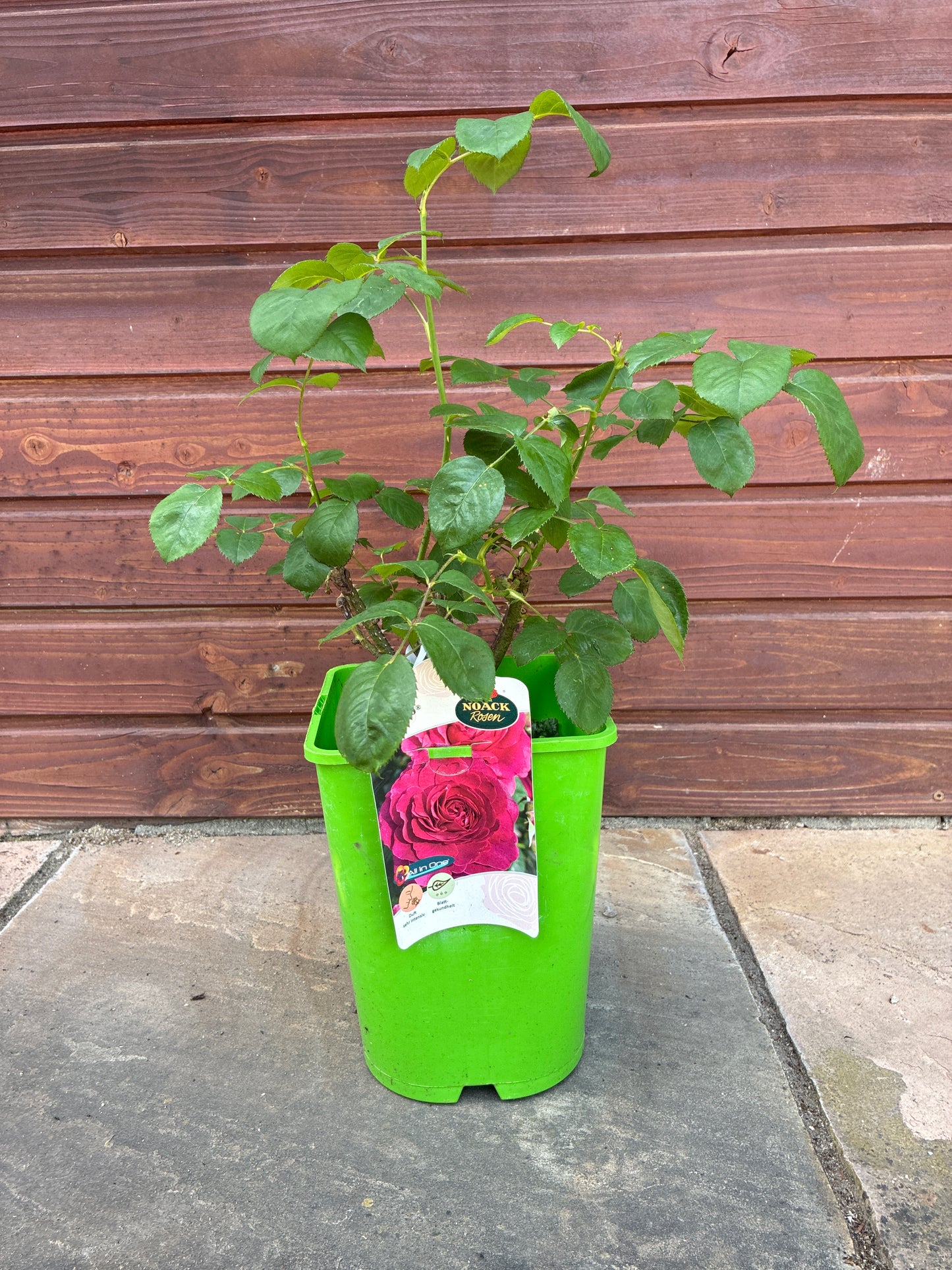 Edelrose 'Laudatio'® / Rosa 'Laudatio'®