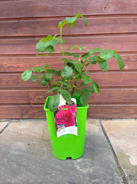 Edelrose 'Laudatio'® / Rosa 'Laudatio'®