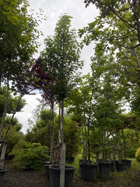 Amberbaum 'Worplesdon' / Liquidambar styraciflua 'Worplesdon'
