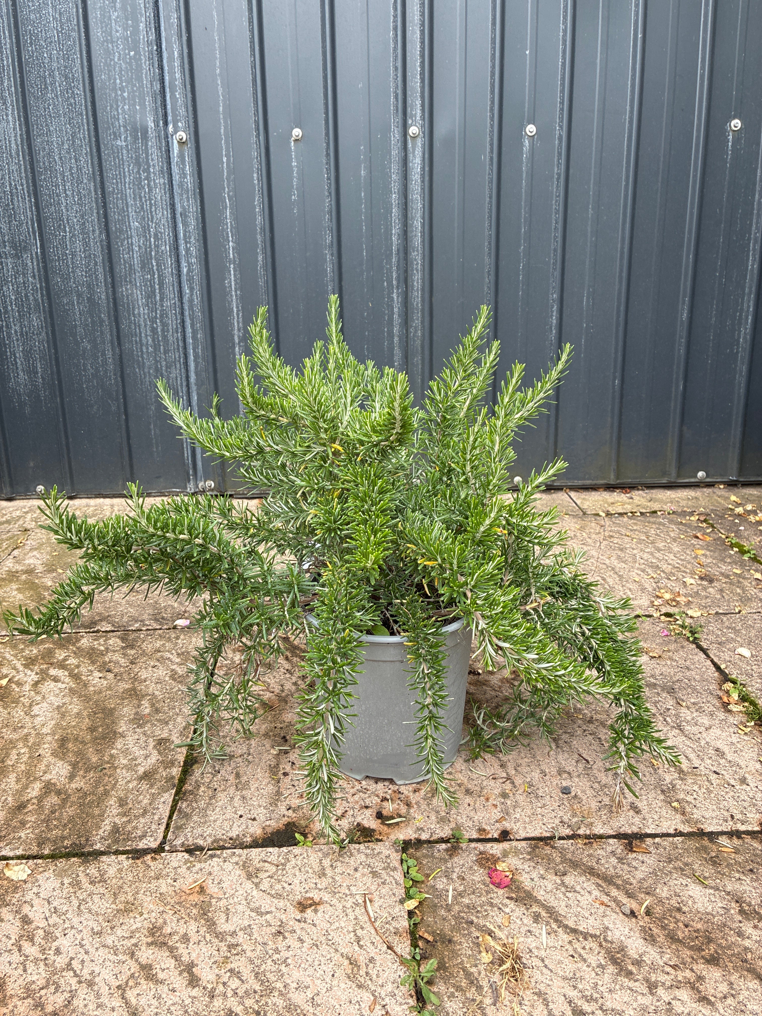 Mattenförmiger Garten-Rosmarin / Rosmarinus officinalis 'Prostratus'