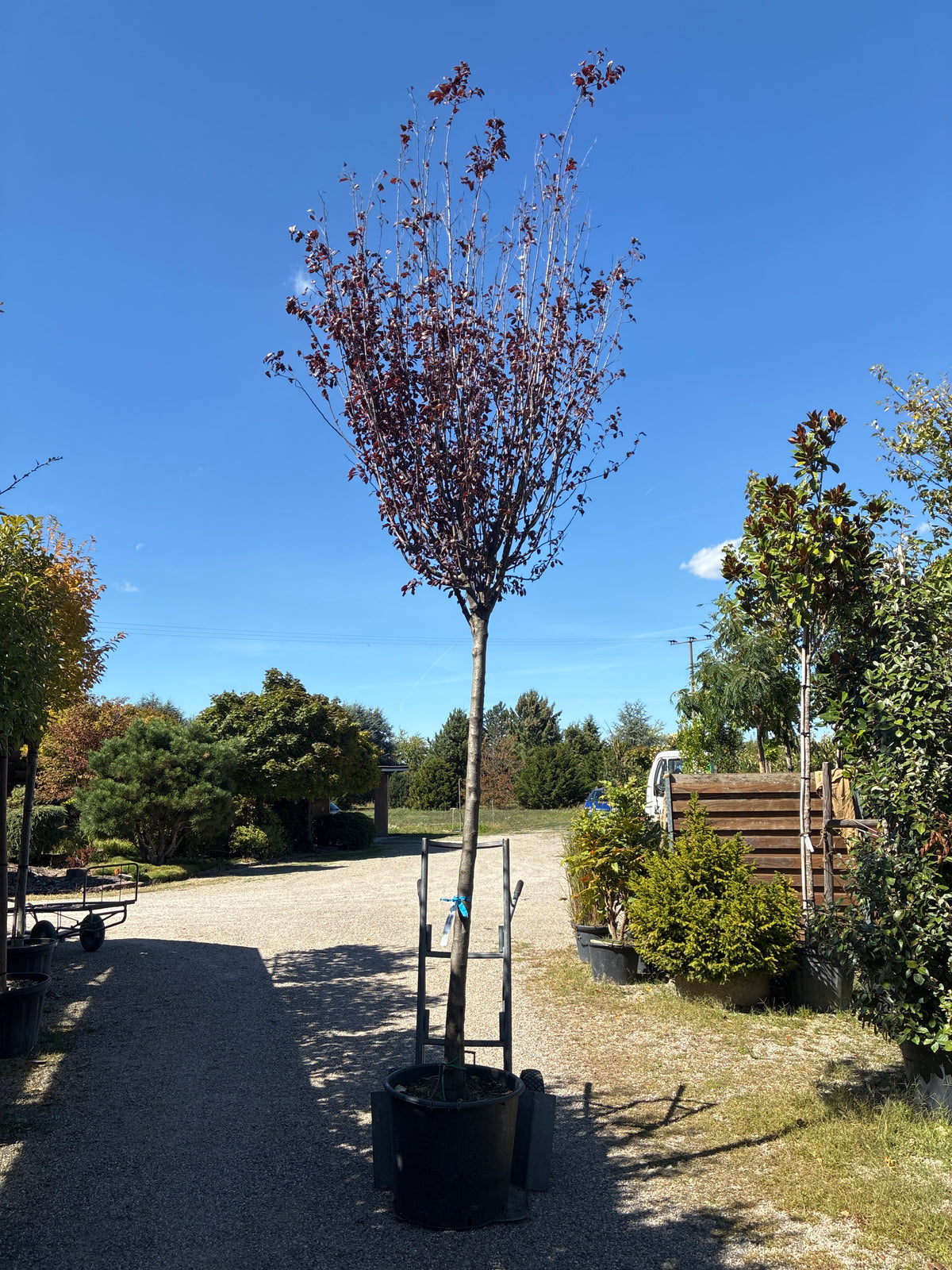 Blutpflaume 'Nigra' / Prunus cerasifera 'Nigra'