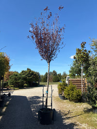 Blutpflaume 'Nigra' / Prunus cerasifera 'Nigra'