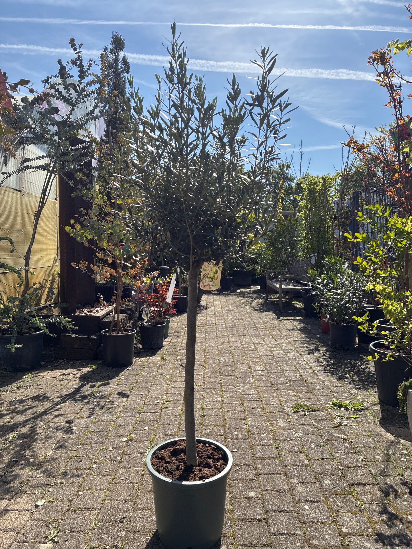 Olivenbaum / Olea europaea
