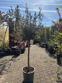 Olivenbaum / Olea europaea