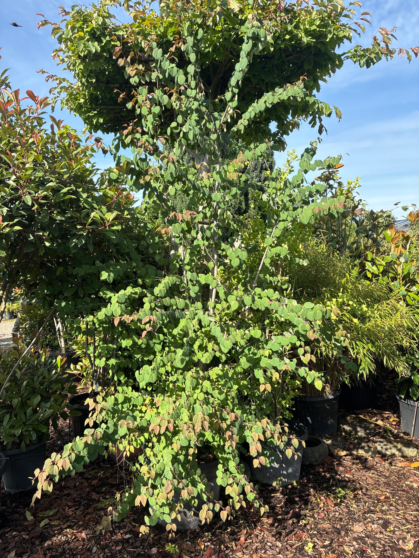 Judasblattbaum / Cercidiphyllum japonicum