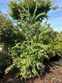 Judasblattbaum / Cercidiphyllum japonicum