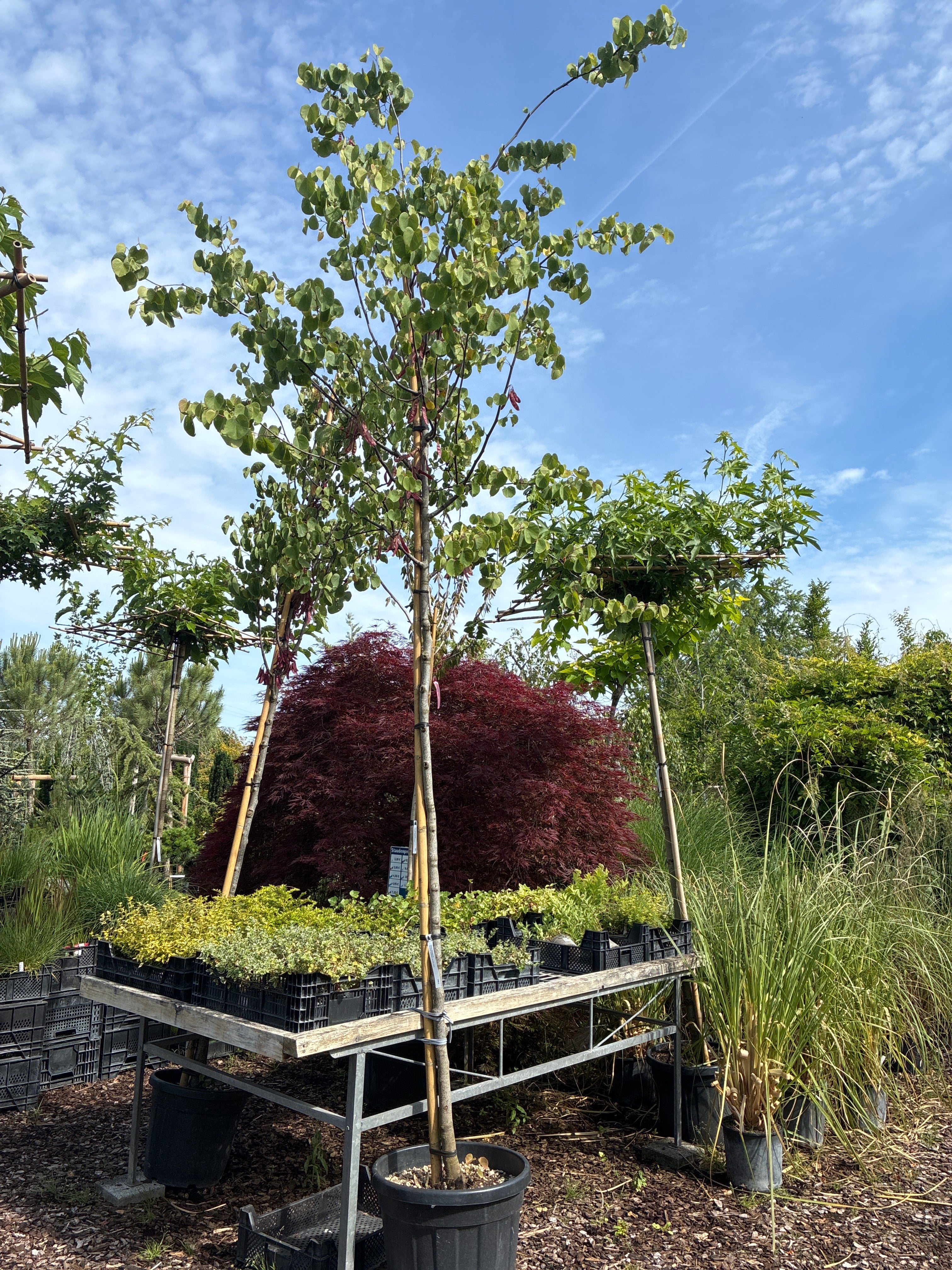 Gemeiner Judasbaum / Cercis siliquastrum