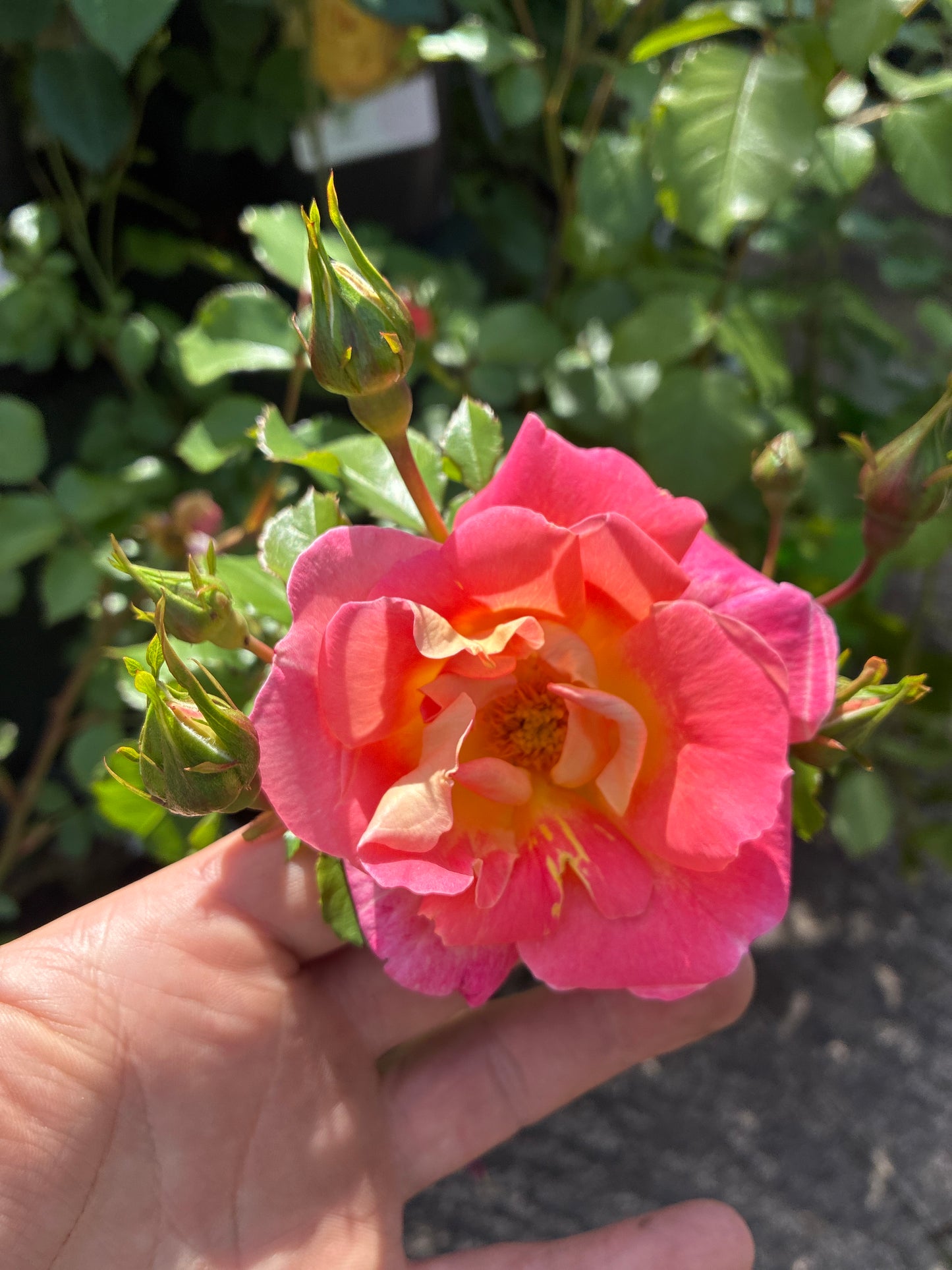 Strauchrose 'Herzogin Frederike'® / Rosa 'Herzogin Frederike'®