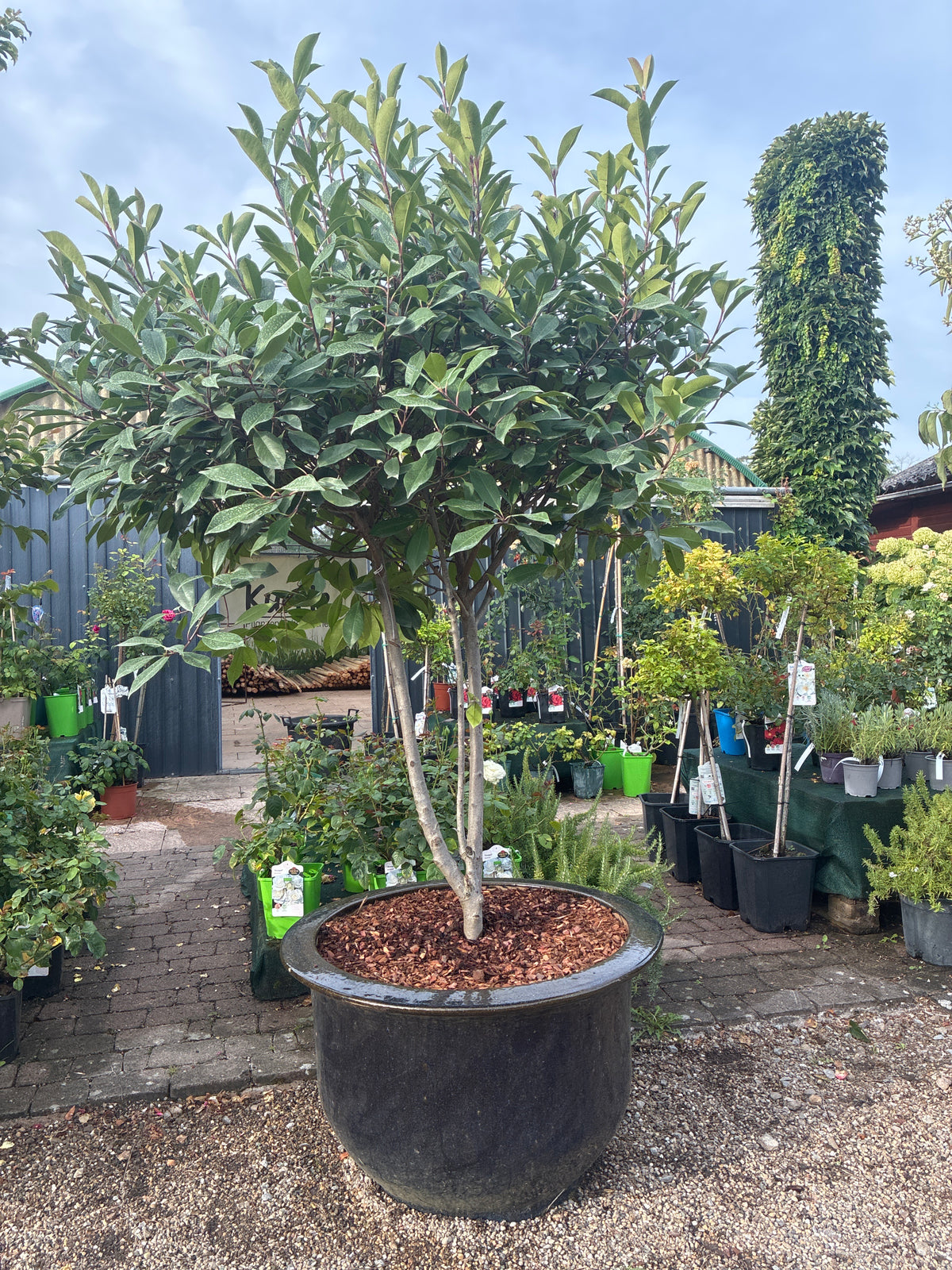 Glanzmispel 'Red Robin' / Photinia fraseri 'Red Robin'