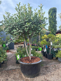 Glanzmispel 'Red Robin' / Photinia fraseri 'Red Robin'