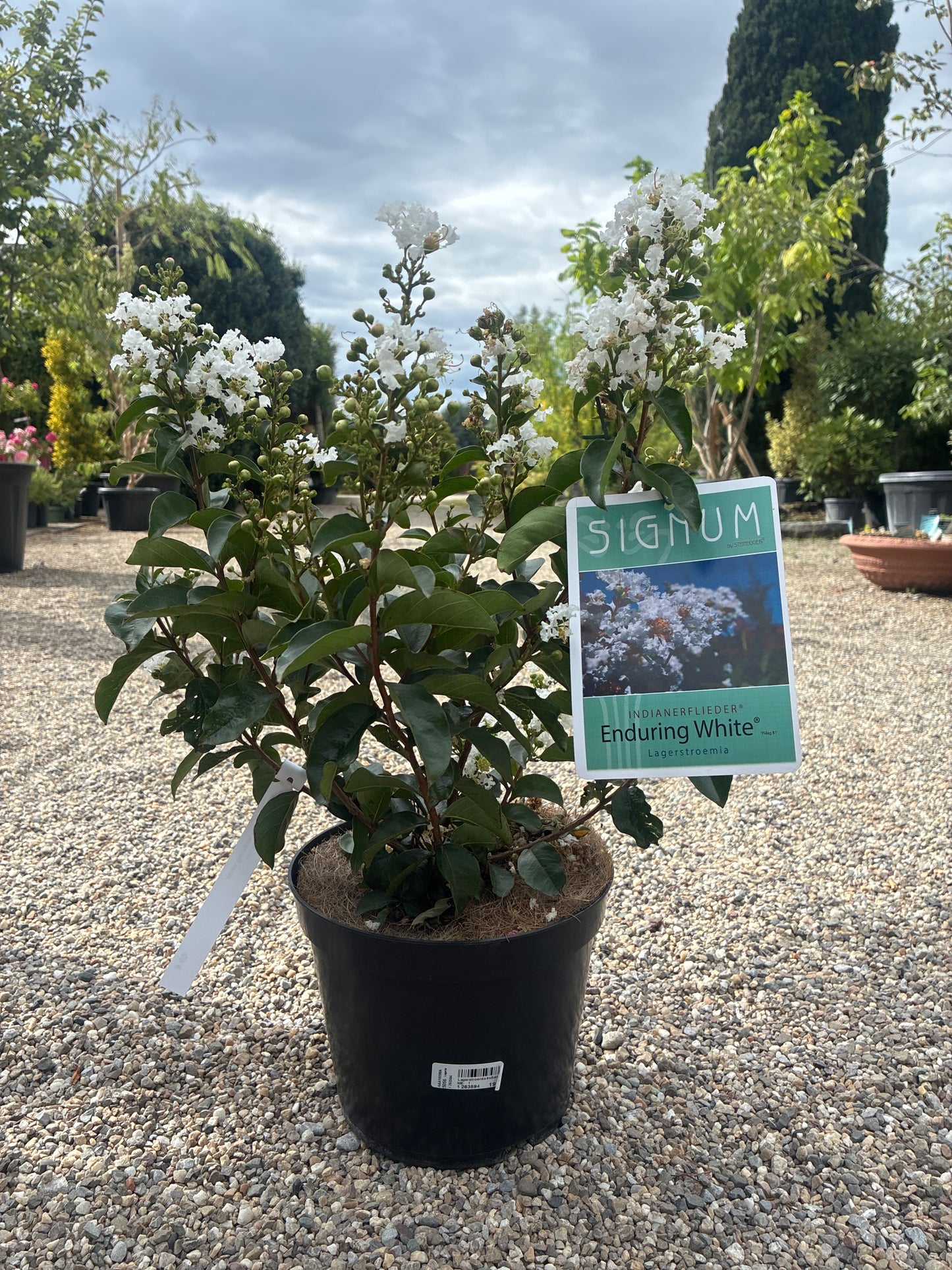Indianerflieder / Lagerstroemia 'enduring white'